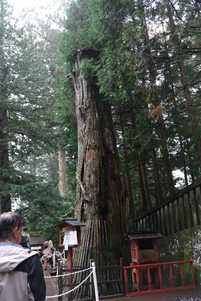 日光東照宮奧宮神木巨杉